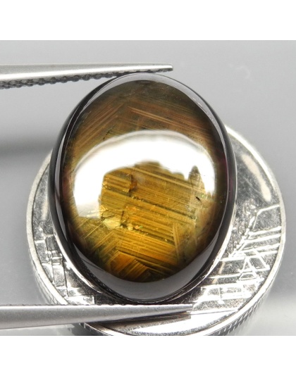 Dijual Batu Cincin Permata Mulia Golden Black Star Sapphire 12 Rays Safir Hitam Emas Bintang 12 Sinar Thailand Oval Alami Natural 16.69 Ct. Bersertifkat