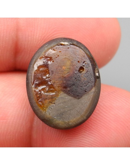 Dijual Batu Cincin Permata Mulia Golden Black Star Sapphire 12 Rays Safir Hitam Emas Bintang 12 Sinar Thailand Oval Alami Natural 16.69 Ct. Bersertifkat