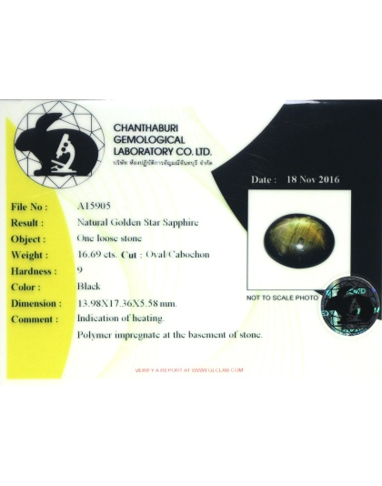 Dijual Batu Cincin Permata Mulia Golden Black Star Sapphire 12 Rays Safir Hitam Emas Bintang 12 Sinar Thailand Oval Alami Natural 16.69 Ct. Bersertifkat